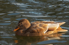 Anas platyrhynchos domesticus