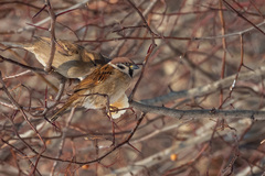 Passer montanus