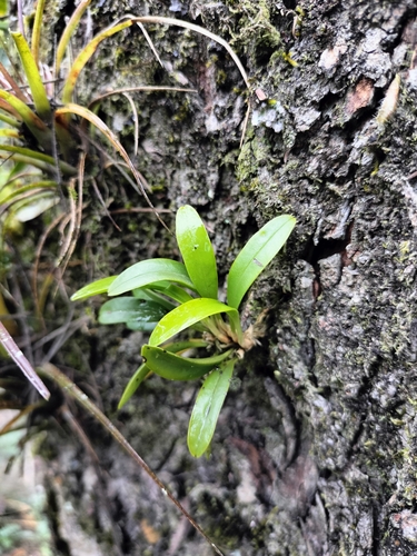 Specklinia tribuloides, photograph 4