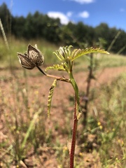 Hibiscus trionum