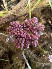 Azolla caroliniana