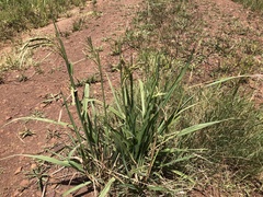Paspalum urvillei