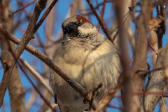 Passer domesticus