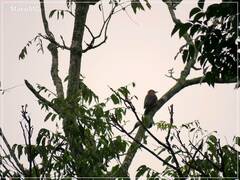 Melanerpes aurifrons