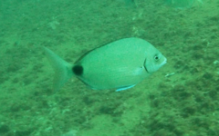 Diplodus holbrookii