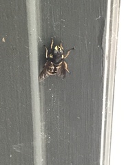 Sericomyia