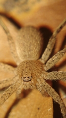Heteropodinae
