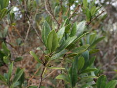 Morella faya, recorded fruiting