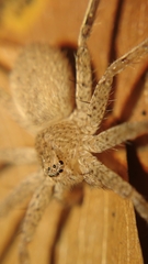 Heteropodinae