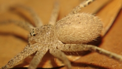 Heteropodinae