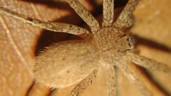 Heteropodinae
