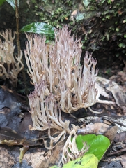 Ramariopsis pulchella