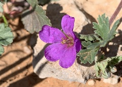 Erodium texanum