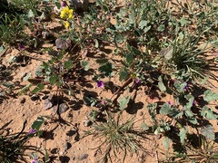 Erodium texanum
