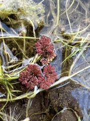 Azolla caroliniana