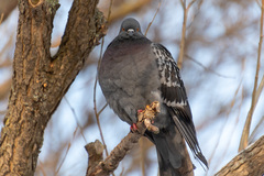 Columba livia