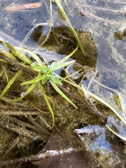 Callitriche