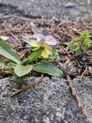 Viola × wittrockiana