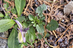 Viola × wittrockiana