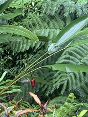 Heliconia mariae