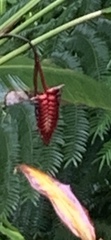 Heliconia mariae
