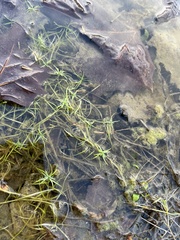 Callitriche
