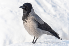 Corvus cornix