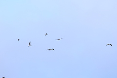 Chroicocephalus ridibundus