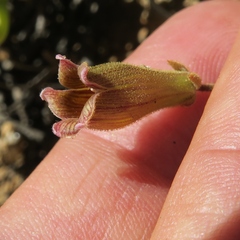 Tylecodon pearsonii