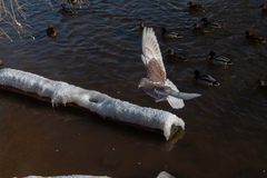 Columba livia