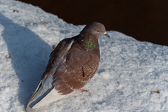 Columba livia