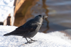 Corvus monedula