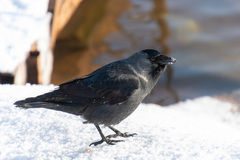 Corvus monedula
