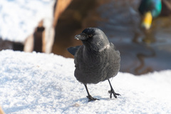 Corvus monedula