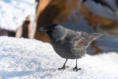 Corvus monedula