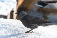 Corvus monedula