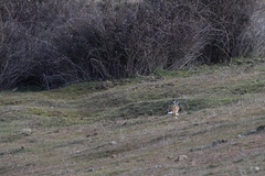 Lepus granatensis