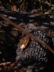 Diaphyta fulvescens