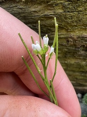 Cardamine