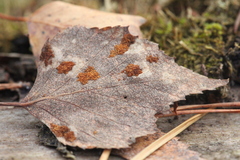 Acalitus brevitarsus