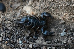 Urodacus manicatus