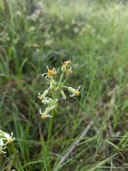 Tulbaghia