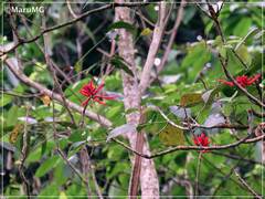 Erythrina