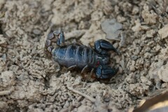 Urodacus manicatus