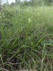 Tulbaghia