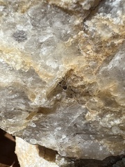 Phrurolithidae
