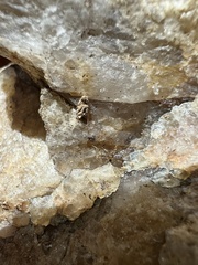 Phrurolithidae