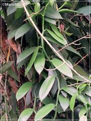 Vanilla planifolia