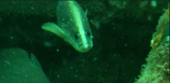 Rypticus saponaceus