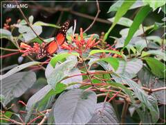 Heliconius hecale zuleika